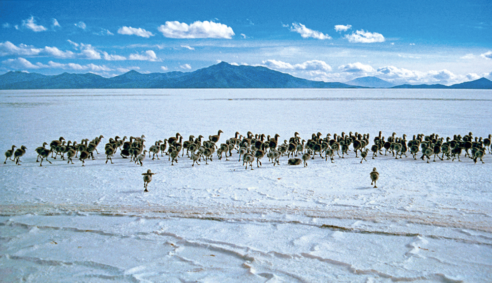 塩の結晶したウユニ湖に群れるフラミンゴのひな